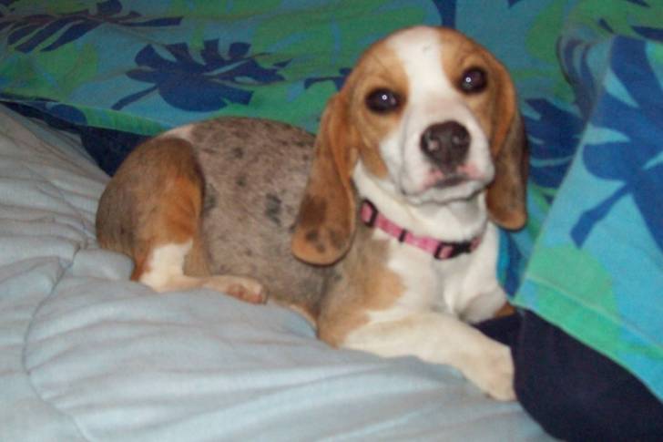 Butterscotch - Beagle (4 ans)