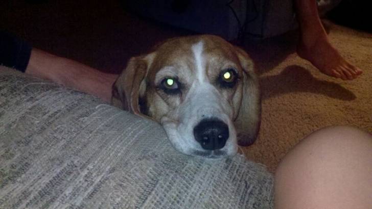 Sully - Beagle Mâle (4 ans)
