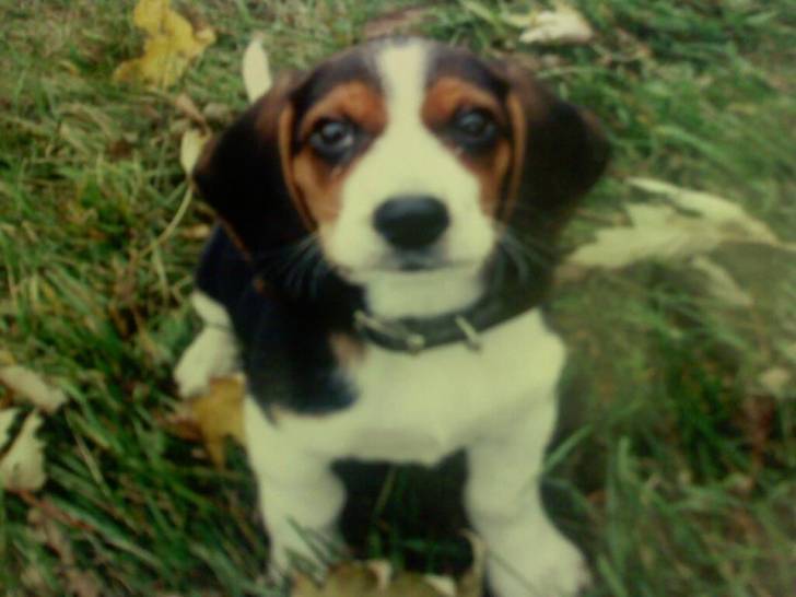 Sully - Beagle Mâle (4 ans)