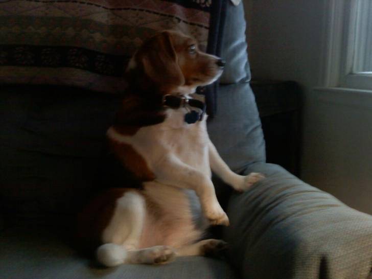 Molly - Beagle (6 ans)