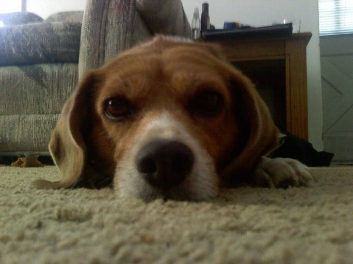 Molly - Beagle (6 ans)
