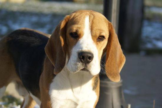 Heden - Beagle Mâle (1 an)