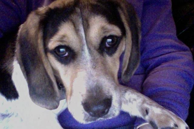 Ozzy loves the laptop mouse - Beagle Mâle (7 mois)