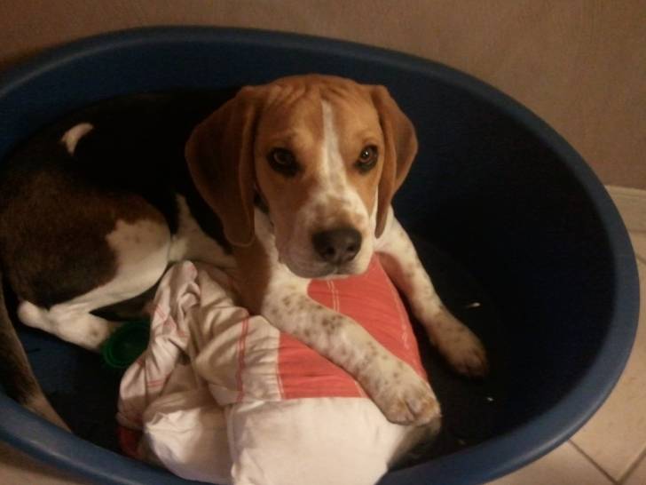Gizmo - Beagle Mâle (9 mois)