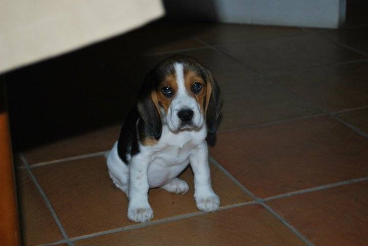 Fiona - Beagle (2 mois)