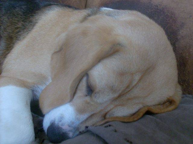 Fibule - Beagle (2 ans)