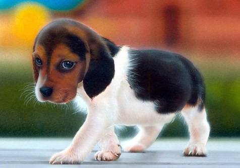 pheobe - Beagle (8 mois)
