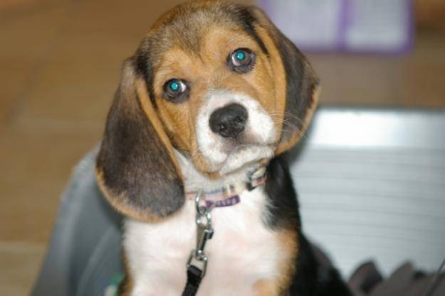 hiku - Beagle Mâle (1 mois)