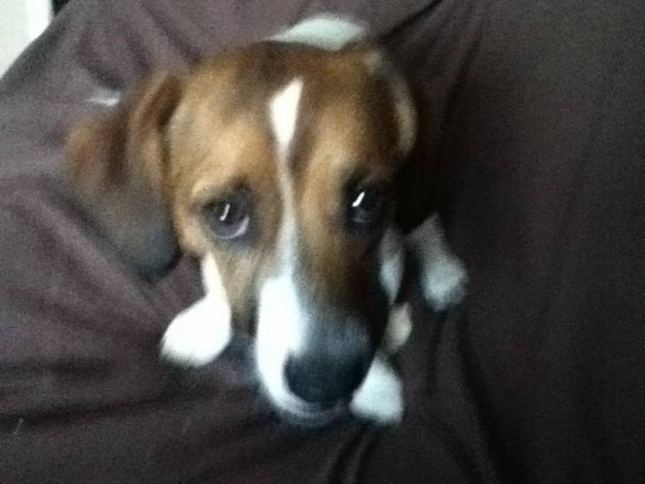 Bailey - Beagle Mâle (1 an)