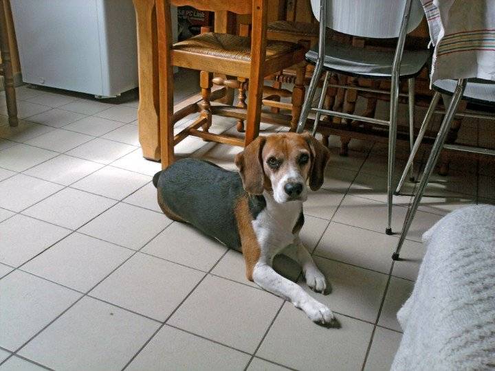 moustic - Beagle Mâle (9 ans)