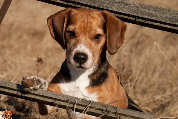 Michl - Beagle Mâle (3 ans)