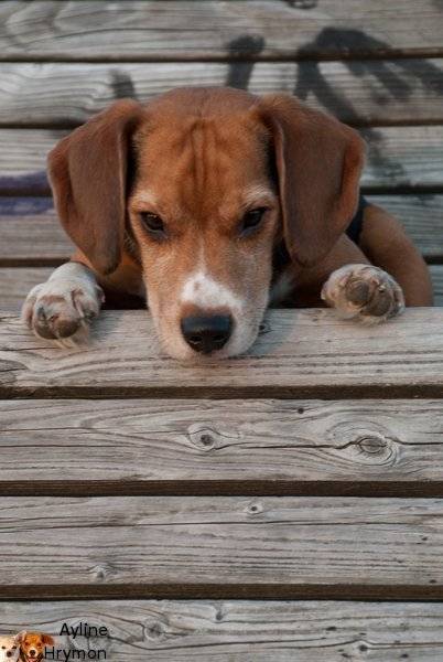 Michl - Beagle Mâle (3 ans)
