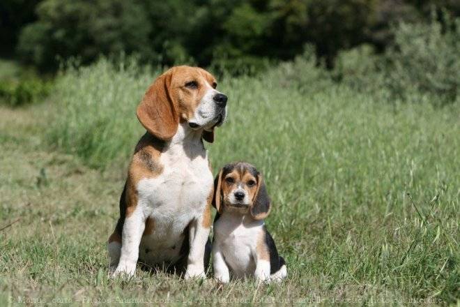 Maman et Petit - Beagle