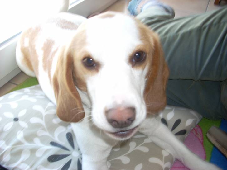 dentelle - Beagle (3 mois)