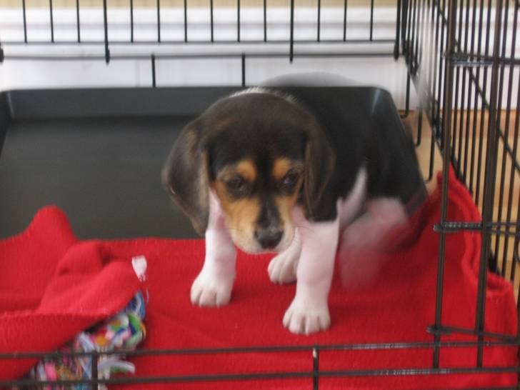 princesse - Beagle (1 an)