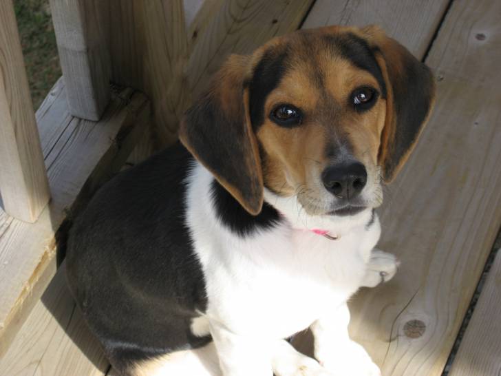 princesse - Beagle (2 ans)