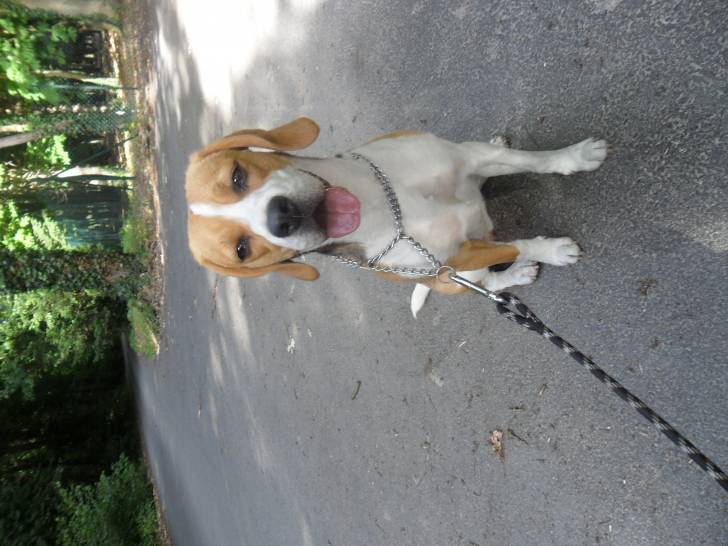 frisky - Beagle (1 an)