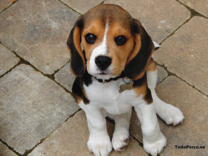Toby - Beagle Mâle (4 ans)