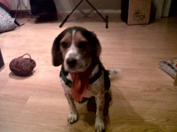 Bufa - Beagle (6 ans)
