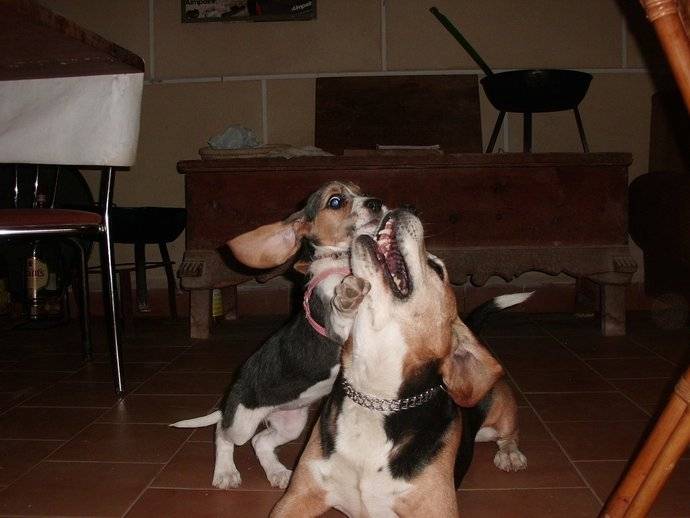 kity y bochan - Beagle (1 an)