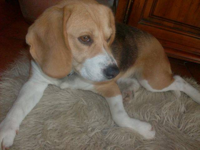 Fibule - Beagle (2 ans)