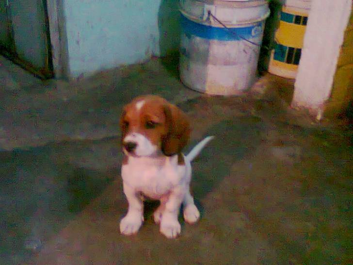 toby - Beagle Mâle (1 an)