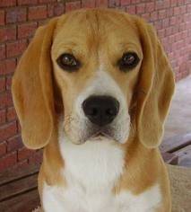 joya - Beagle (3 ans)