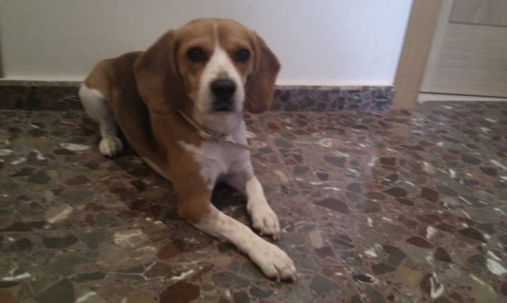 Laika - Beagle (6 mois)