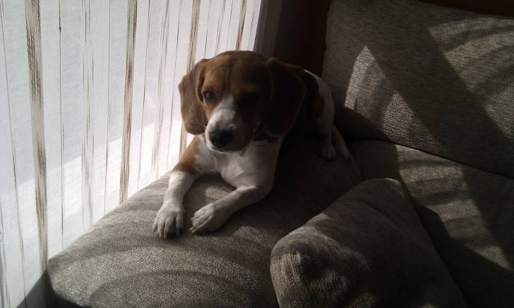Laika - Beagle (6 mois)