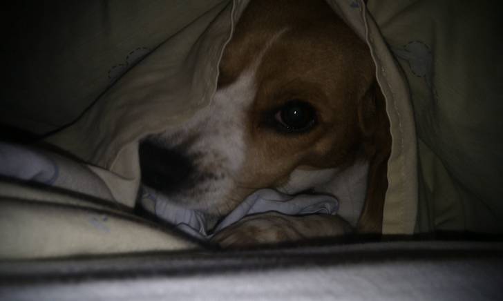 Laika - Beagle (6 mois)