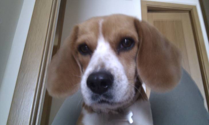 Laika - Beagle (6 mois)