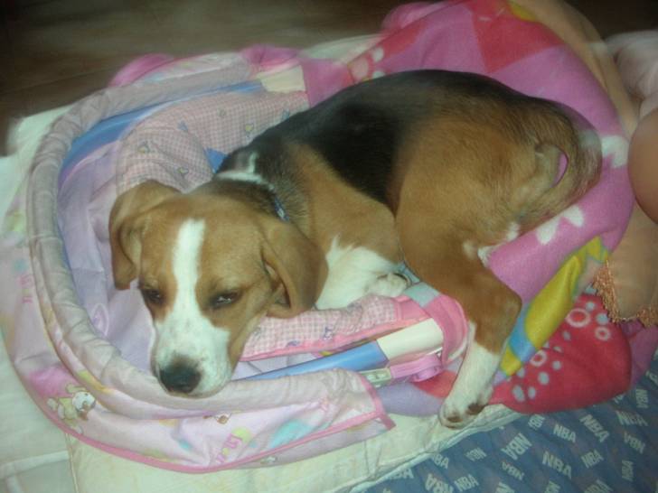genny - Beagle (4 mois)