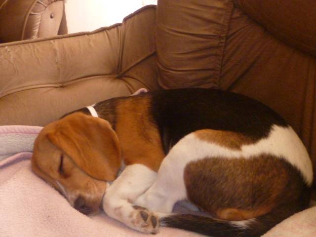luna - Beagle (11 mois)