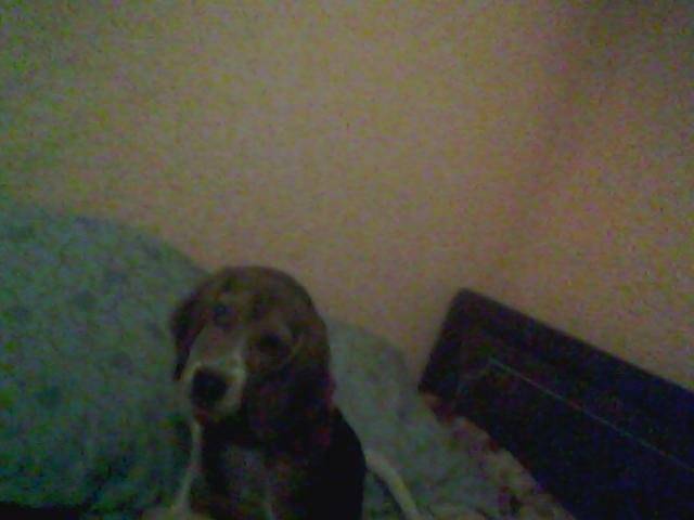 molly - Beagle