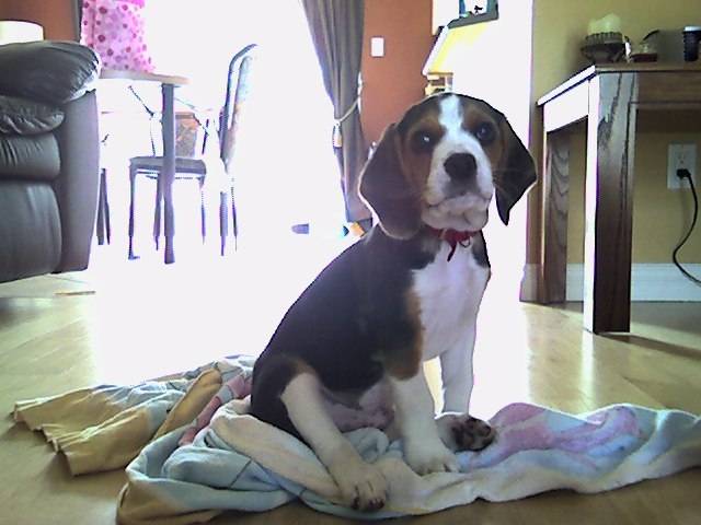Edward - Beagle Mâle (2 mois)