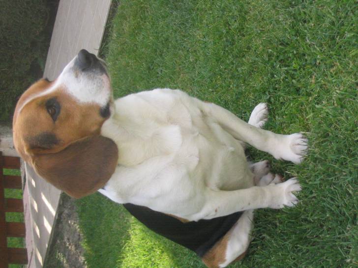 tempo - Beagle Mâle (7 ans)