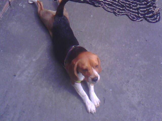 Luna :3 - Beagle (1 an)