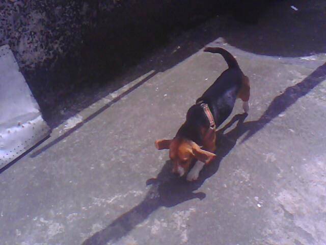 Luna :3 - Beagle (1 an)