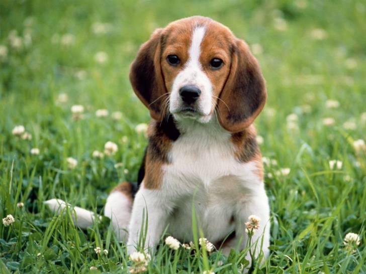 Max - Beagle Mâle (1 an)