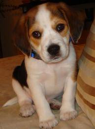 max - Beagle Mâle (5 mois)