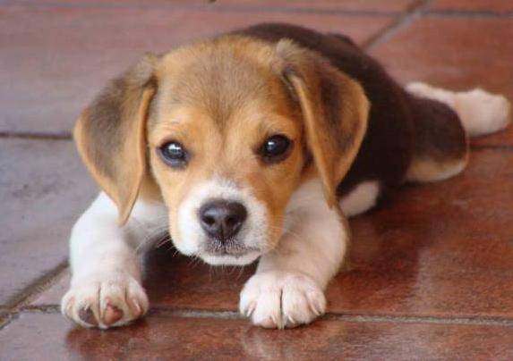 lolo - Beagle Mâle (2 mois)
