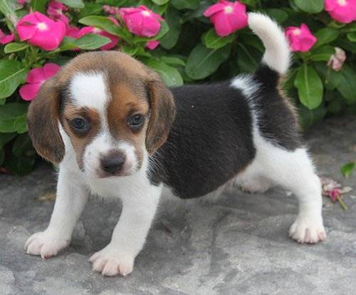 Splodge - Beagle (9 mois)