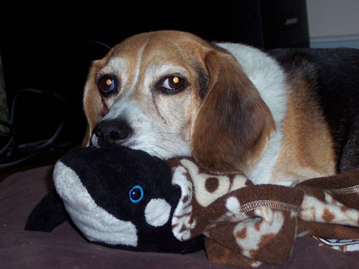 jessie - Beagle (1 an)