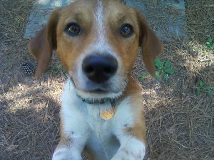 Coppa - Beagle Mâle (2 ans)