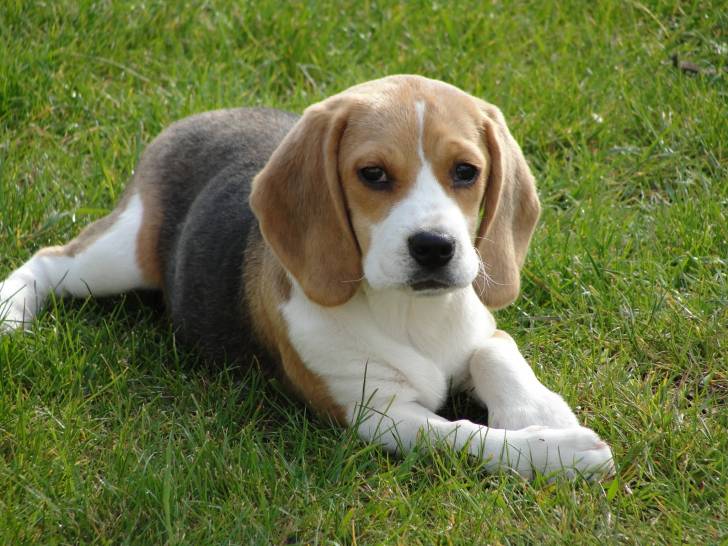 Lana - Beagle (6 mois)