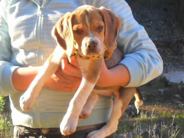 Tara - Beagle (1 an)