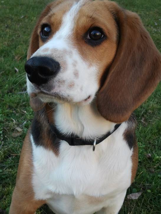 Fauster - Beagle Mâle (2 ans)