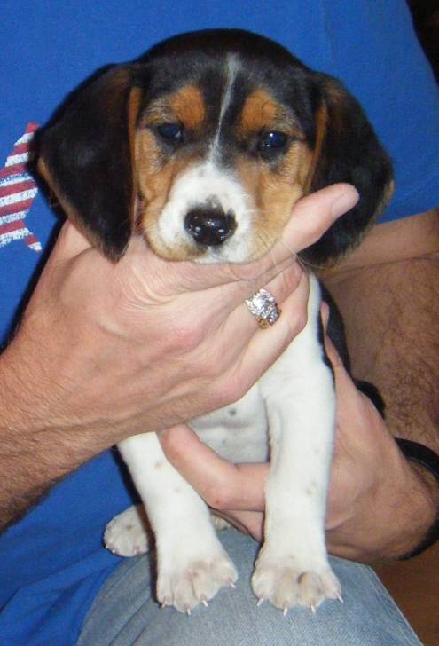 Dexter - Beagle Mâle (3 ans)