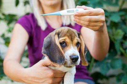 Une propriétaire qui tient son chiot Beagle et un thermomètre 