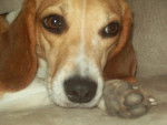 Cassy - Beagle Femelle (2 ans)